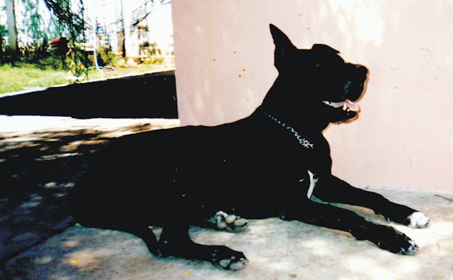 HERMES FUE NUESTRO PRIMER GRAN DANES,NOS DEJO EL 2 DE ABRIL DEL 2008
