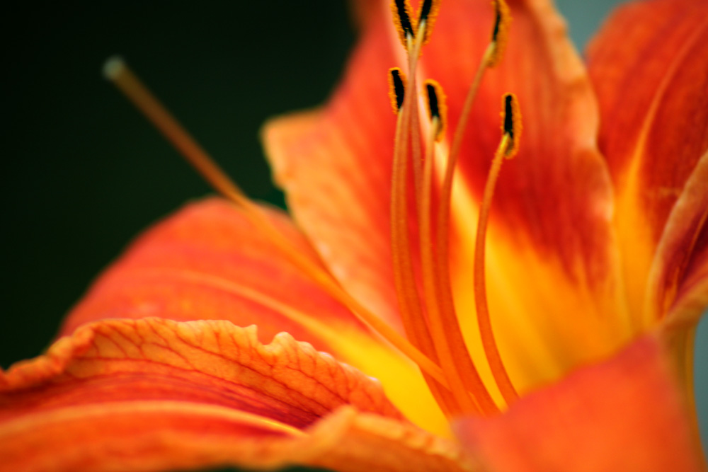 [Blog+Daylily.jpg]