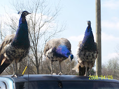 JR. PIPPI. PENNY, AND DOLLY Baby Peacocks