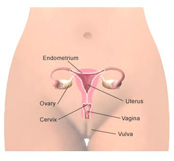 Gambar anatomi sistem reproduksi Wanita Pria
