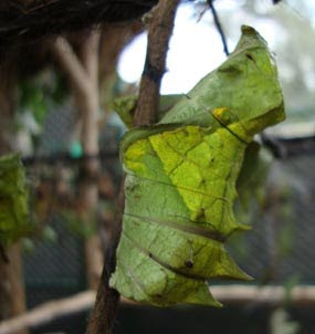 Meta Motamorfosis process of a caterpillar into a chrysalis into a butterfly