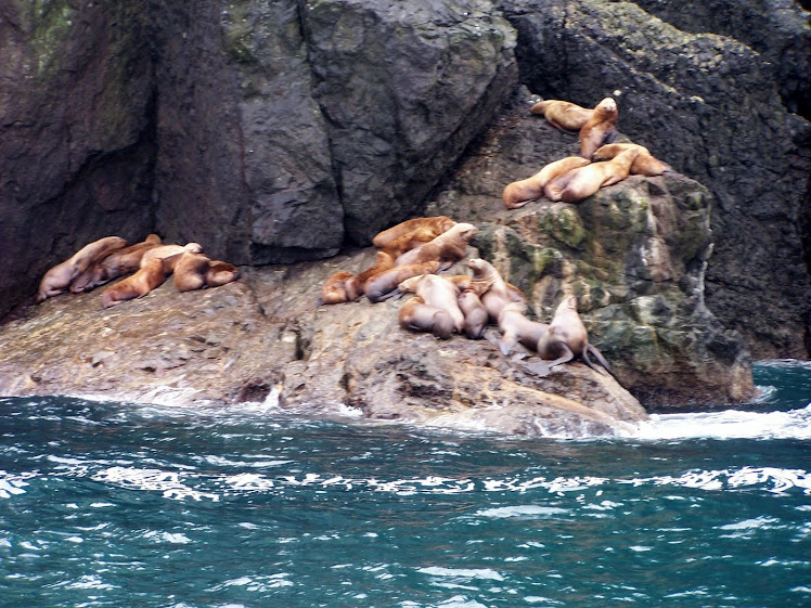 Sea Lions in Resurrection Bay