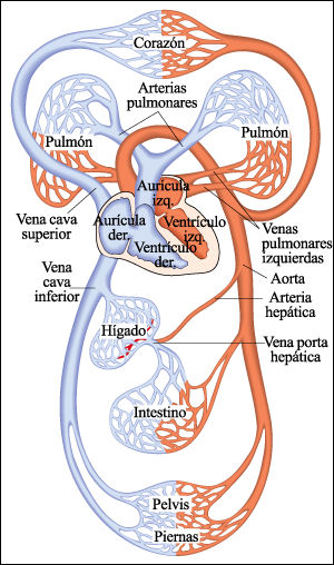 Circulacion Pulmonar Y General Del Cuerpo