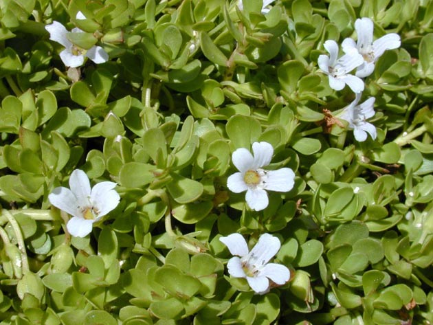Plantas medicinales Plantas medicinales