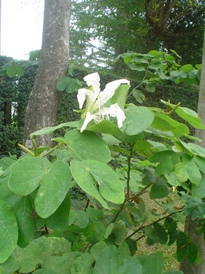 Medicinas Alternativas: Plantas medicinales para la diabetes Medicinas Alternativas: Plantas medicinales para la diabetes