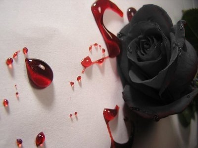 [rosa+nera+e+sangue.jpg]