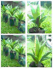Palm Oil Seedlings / Anak Kelapa Sawit