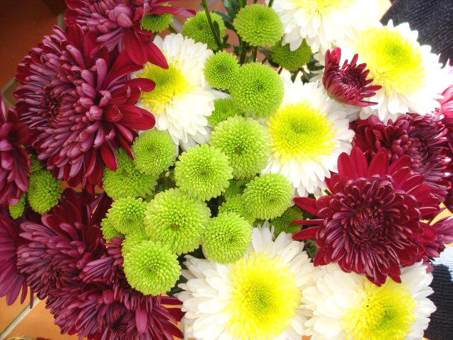 [chrysanthemum.jpg]