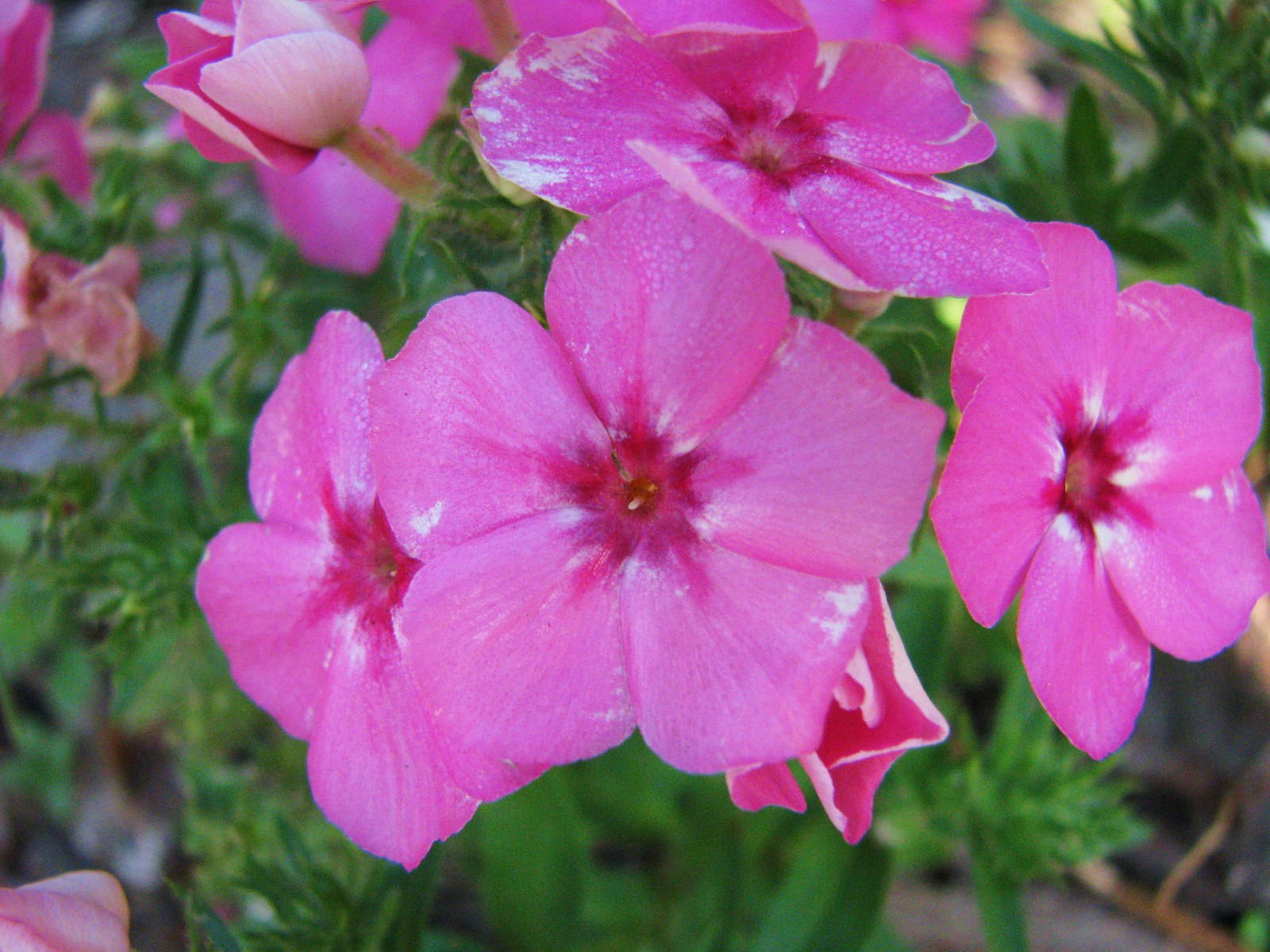 Chinese House Flower