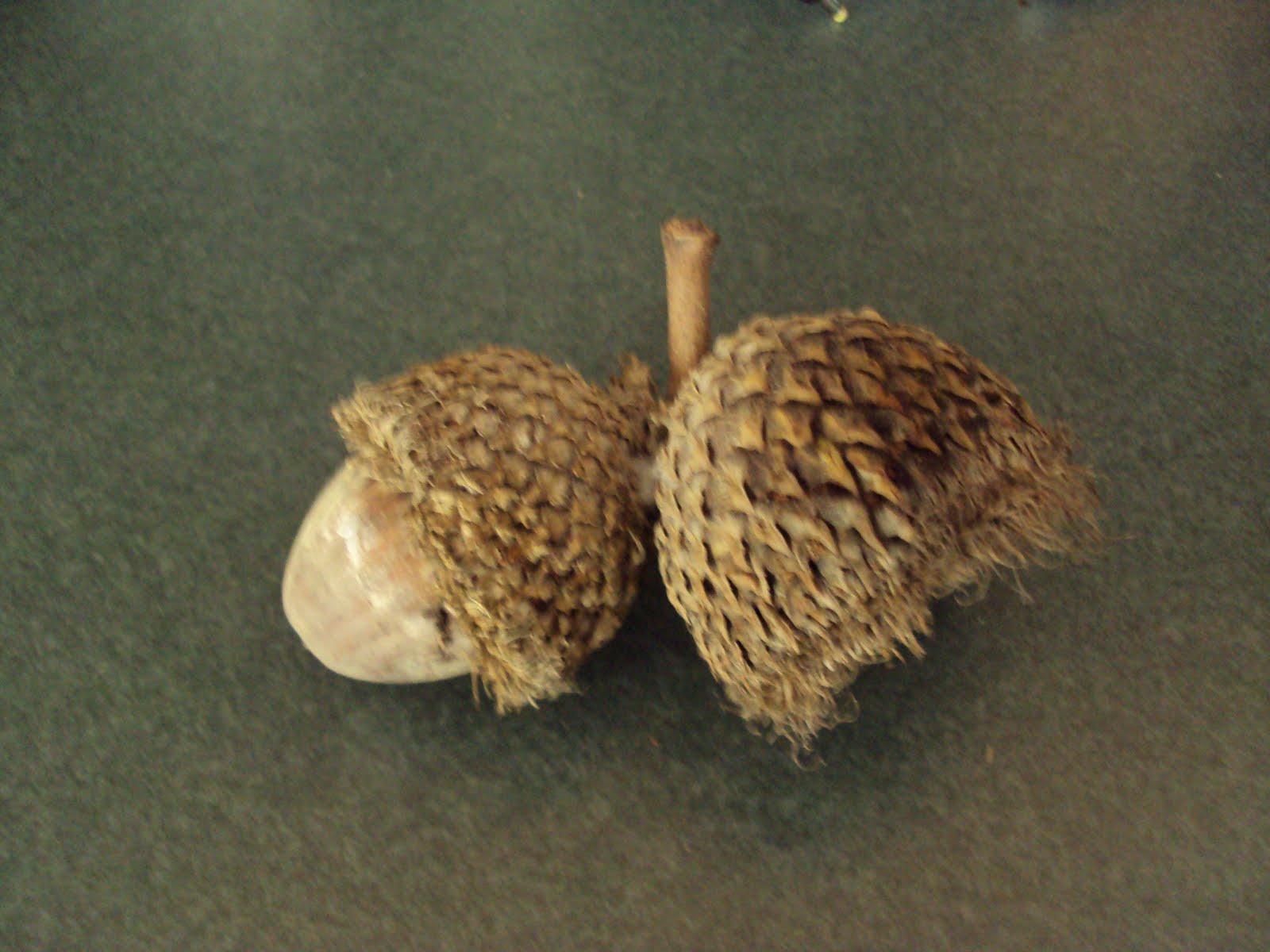 In My Dreams I Can Talk Acorns!