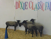 Dixie Classic Fair Lambs