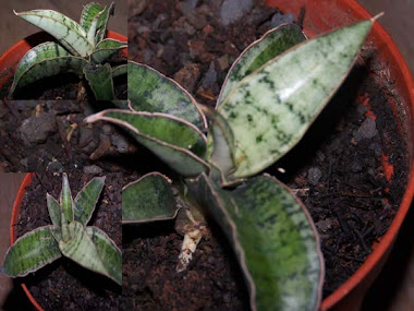 sansevueria fischeri silver variegata