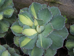 agave potatorum variegated