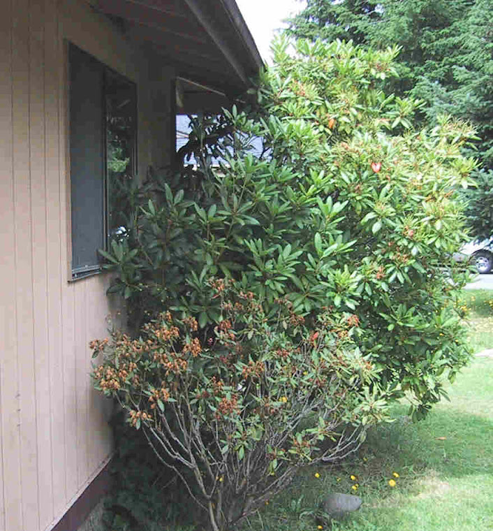 Foliage touching siding.