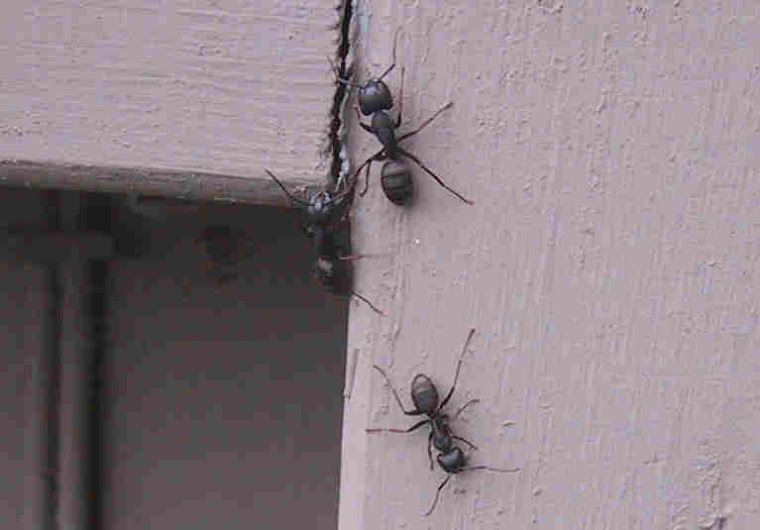 Carpenter Ants