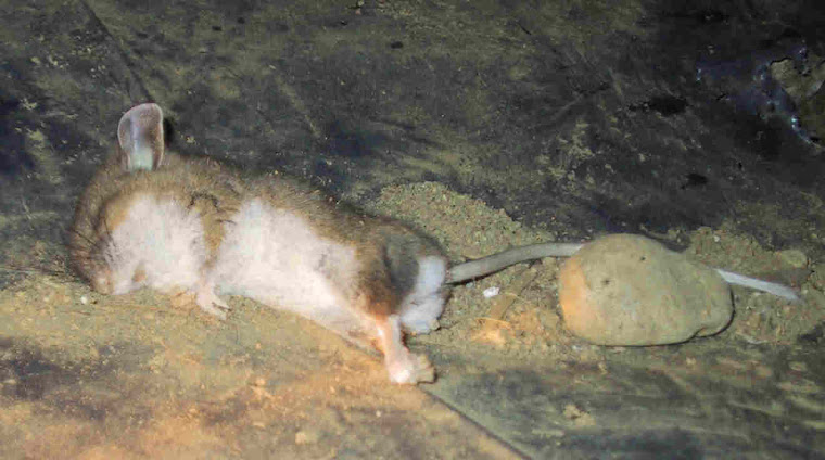 mouse deer footed hanta rodent virus spread
