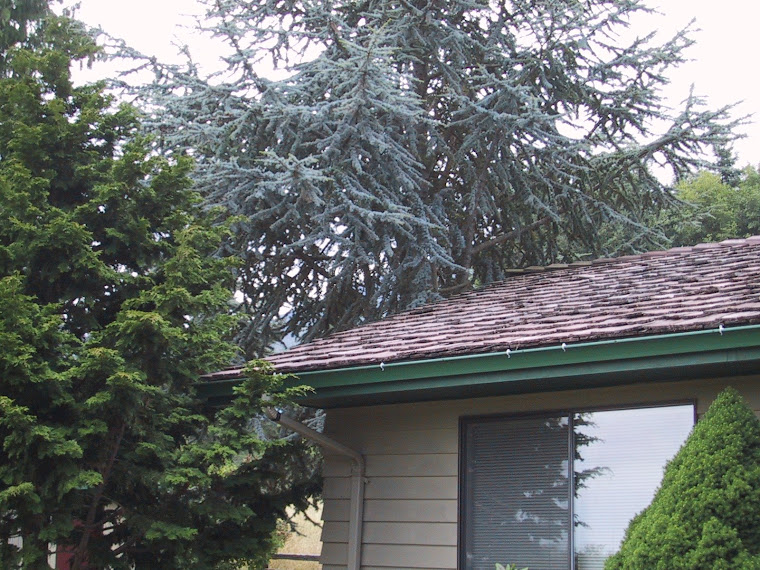 Tree limbs touching the roof of the house.