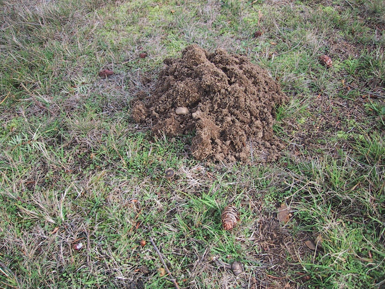 Mole hill