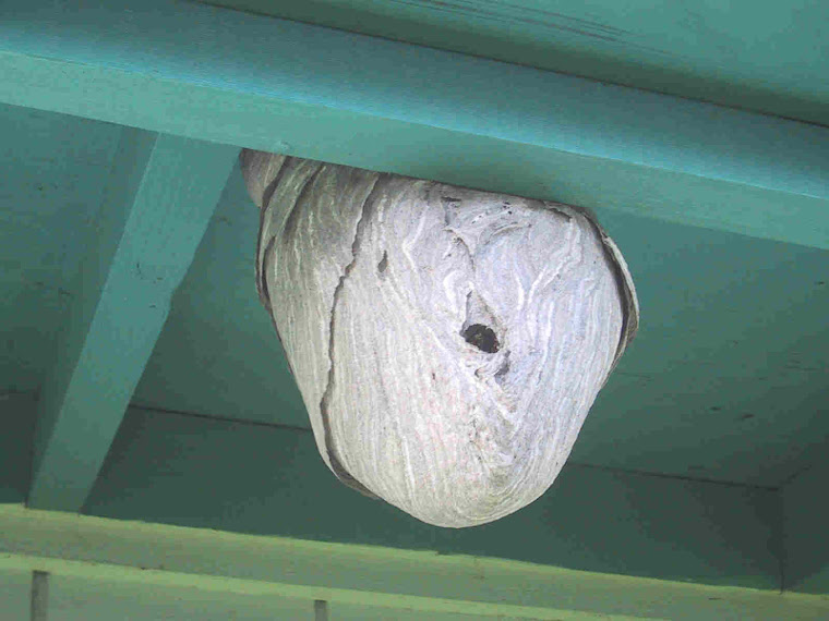 Wasp Nest