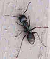 Carpenter Ant