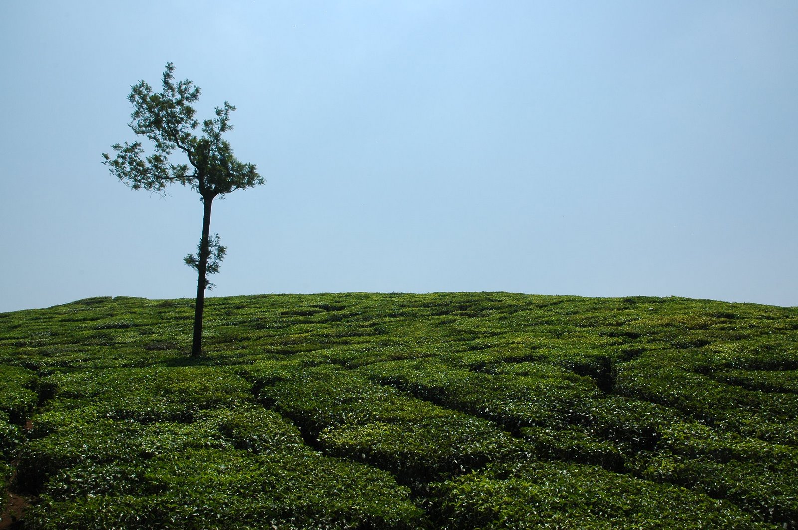 [DSC_7875.JPG]