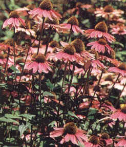 [echinacea2.jpg]