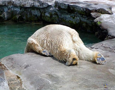 bear.jpg
