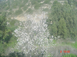 An Almond Tree - first bloom