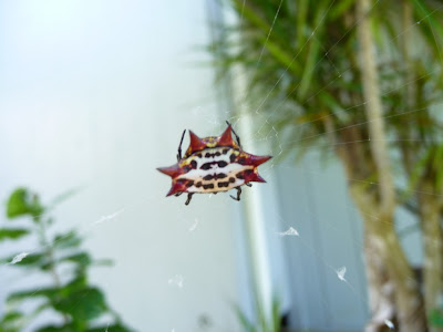 Crab Spider Hawaii