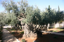 Centuries old "Olive  trees" in the "Garden of Gethsemane"