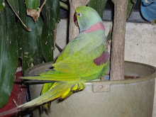 "Mittoo" the Alexandrine Parakeet