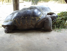 The "Aldabar Tortoise",Singapore Zoo's oldest resident(23-10-2007)