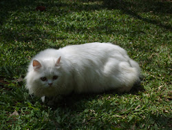 "Matahari"(2007), doll- faced persian cat .