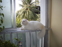 "Living life dangerously"- on the 5th floor of the house  balcony ledge