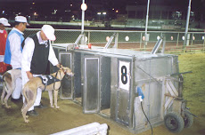 Greyhound dogs entering the trap doors.