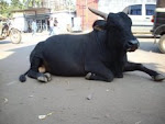 Holy Bull of Udipi Muths(Temples) 24-1-2008)