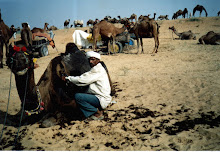 Shearing of a camels wool(Pushkar Camel Fair 2003)