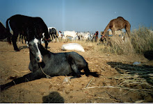 Horse and pony's for sale in "Pushkar Fair"