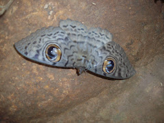 "Owl Moth", learning the "wild-Life" of the forests while trekking.