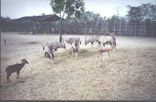 A herd of "Orynx" at the "Safari World" in Bangkok.