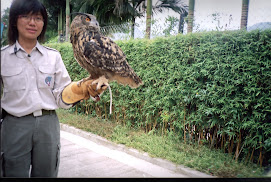 The largest owl species in the World,"Eurasian Owl" at "Bird Show".