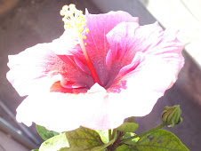 "Hibiscus Rosasinesis", flower grown in "Rudolph Cottage"