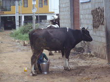 Authentic cow milking opposite "Rudolph Cottage".Thursday(5-11-2009)