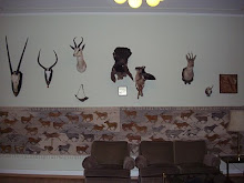 "Wild-Life Hunting trophy's" at Edeilweiss Hotel in Engelberg .