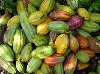 american staple food