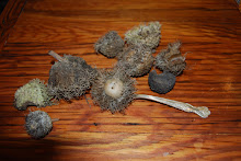 Burr Oak Acorns