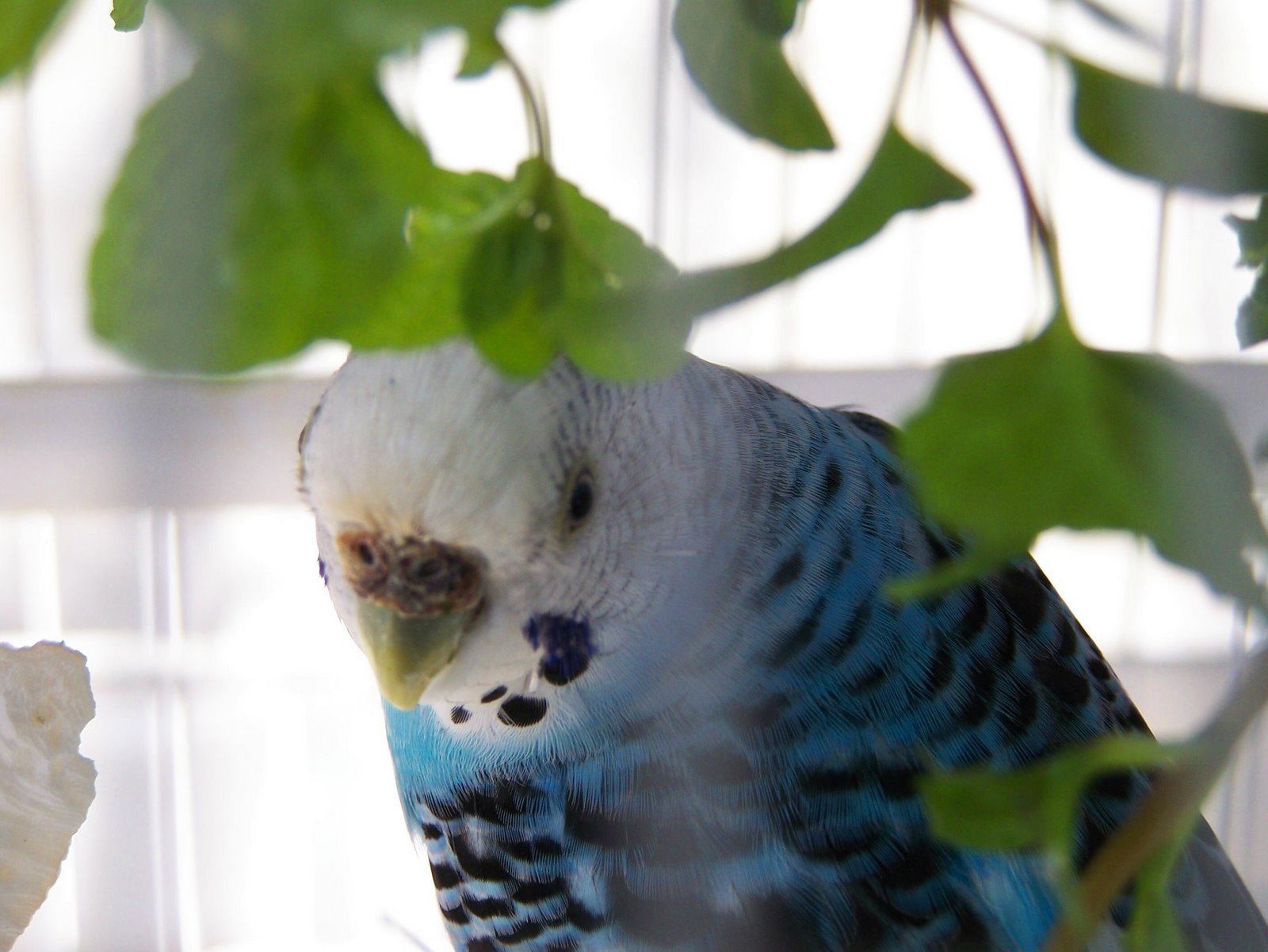 [100_0557-celeste.jpg]