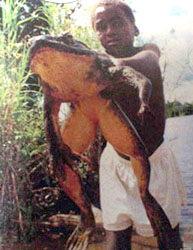 Largest Frog