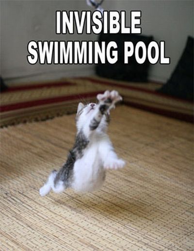 Cats And Invisible Objects