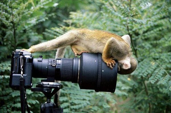 [animals_and_cameras_08.jpg]